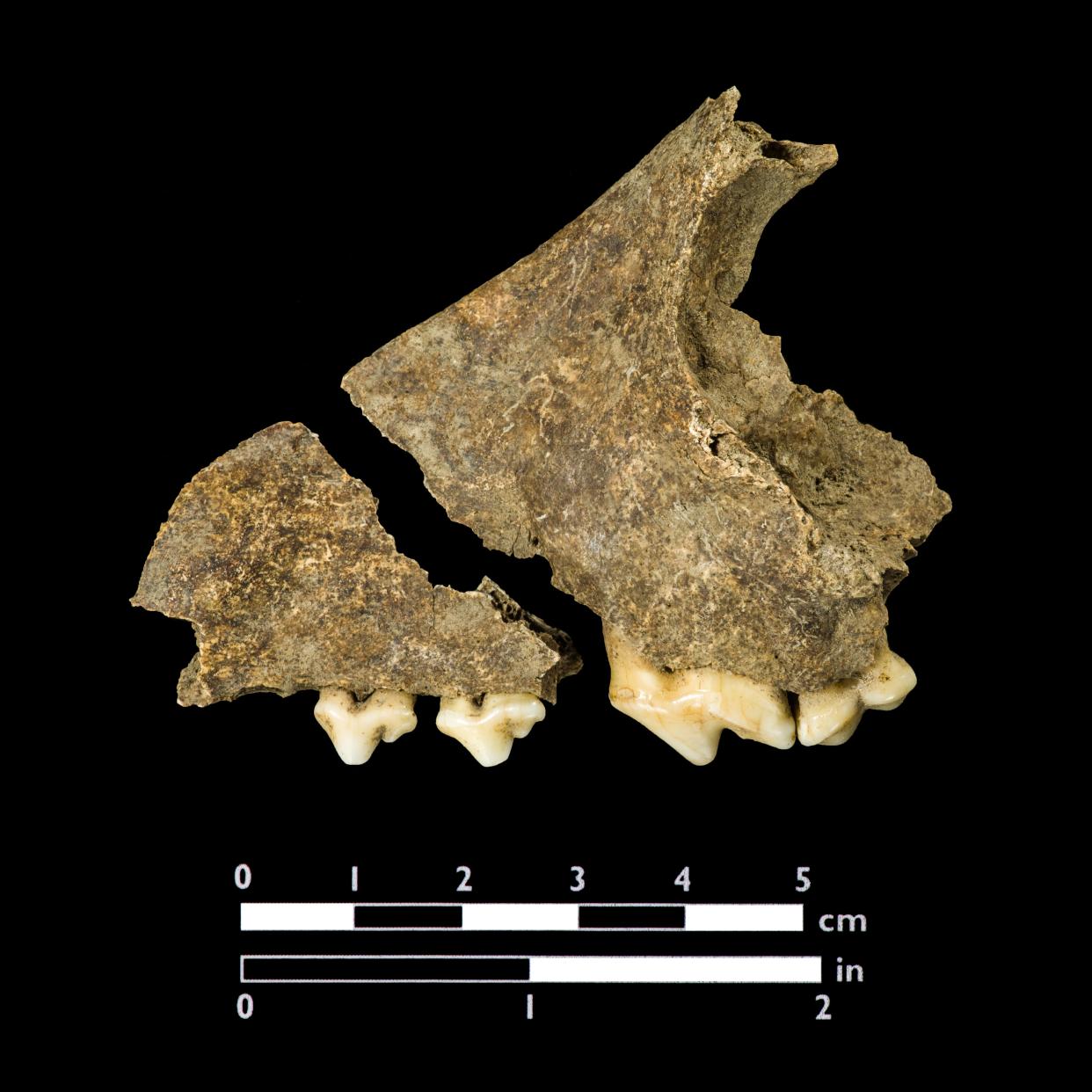 A fragment of a dog maxilla with teeth excavated from Jamestown. The remains contained DNA that indicated the bone was from an Indigenous dog.