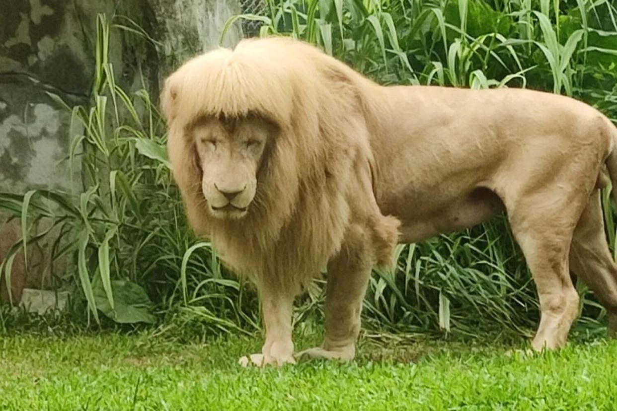 Hang Hang, lion with mullet