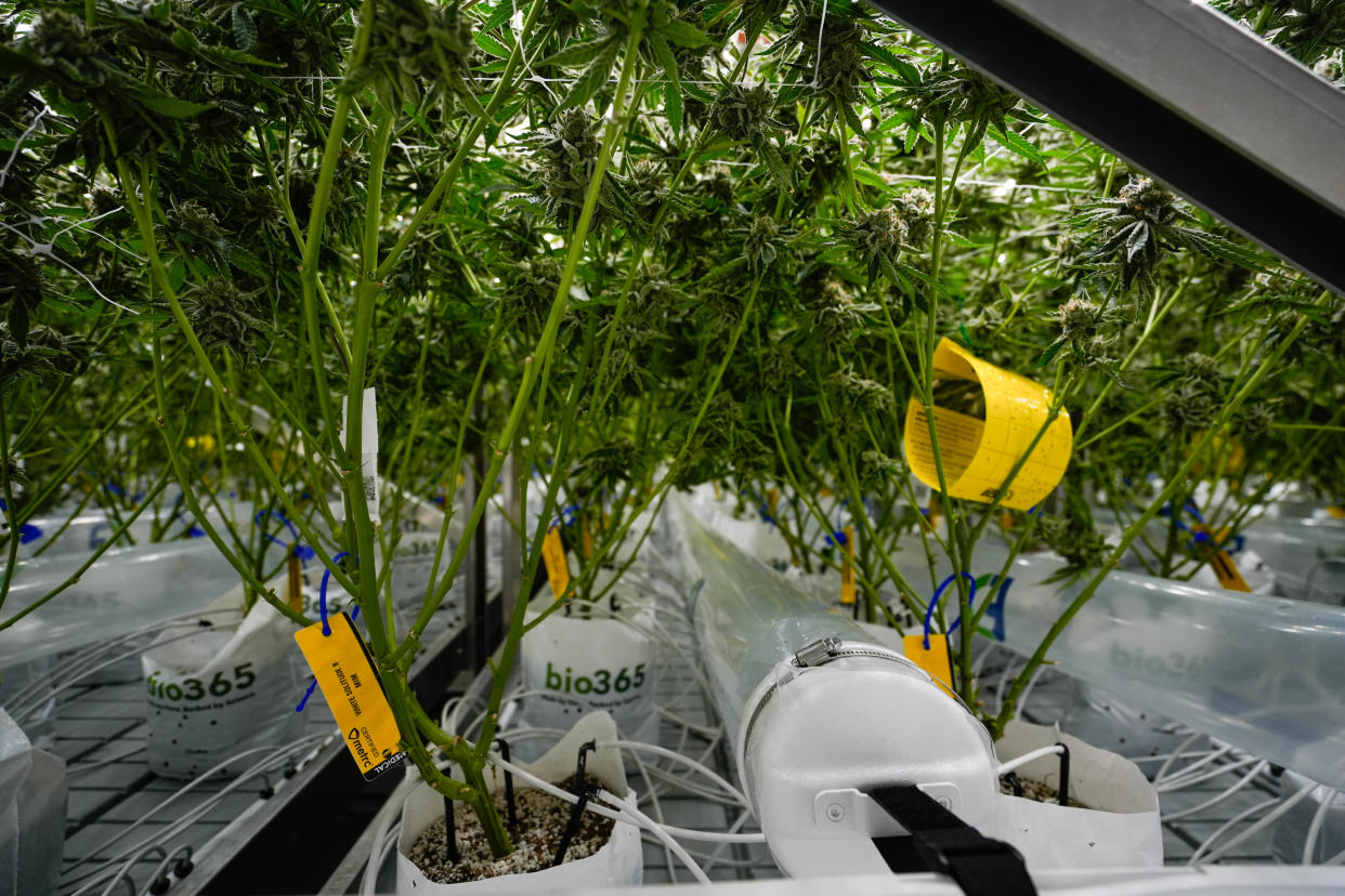 Liberty, Colerain and West Chester townships passed moratoriums on recreational marijuana dispensaries.