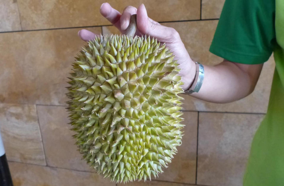 The Bamboo can be distinguished by its elongated shape and thin thorns. You will notice a small “valley” running down the middle of the durian when it is opened. (Photo by: Erin Kimbrell/Yahoo Singapore)