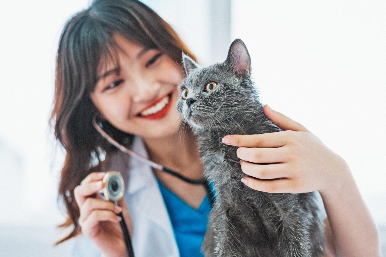 Female vet examining cat