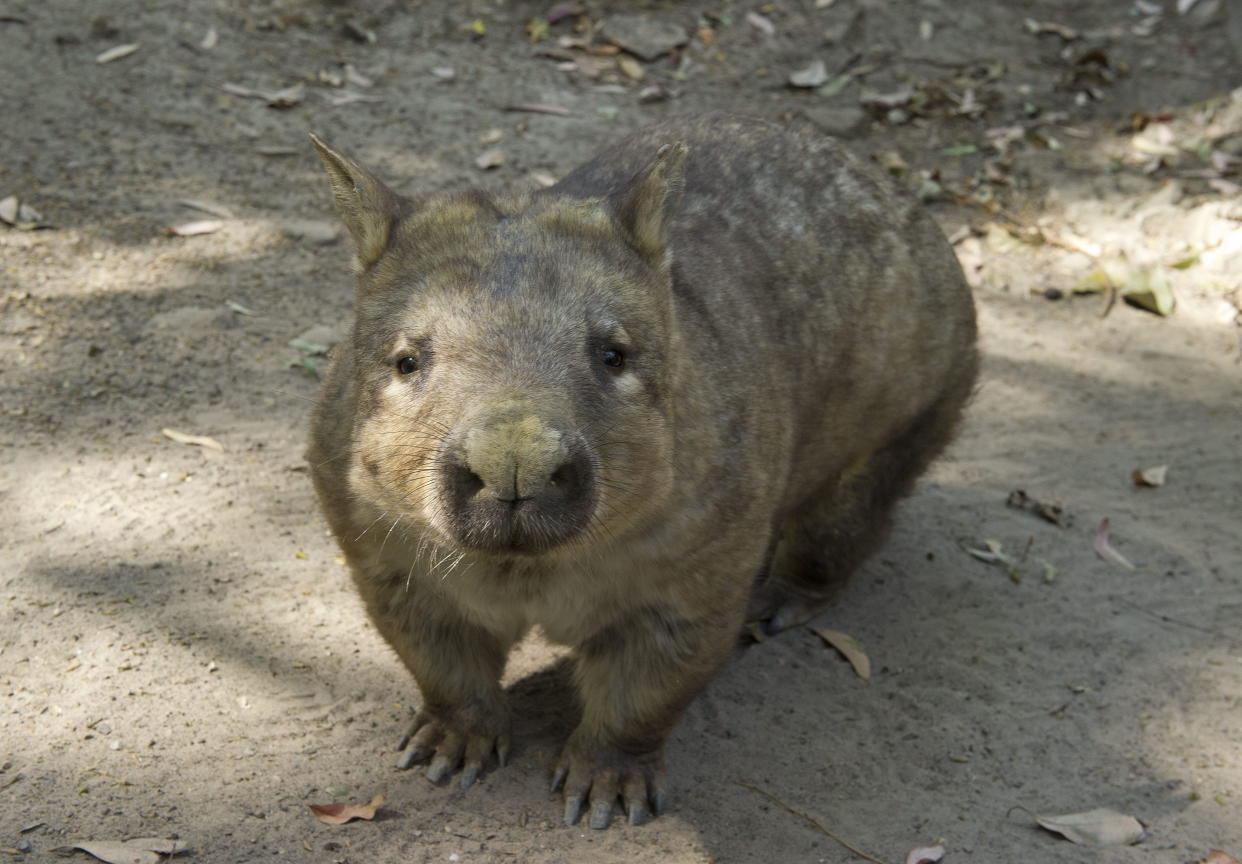 Auf Maria Island sollen Wombats künftig von Aufnahmen mit dem Smartphone verschont bleiben. (Bild: Dave Hunt/AAP/dpa)