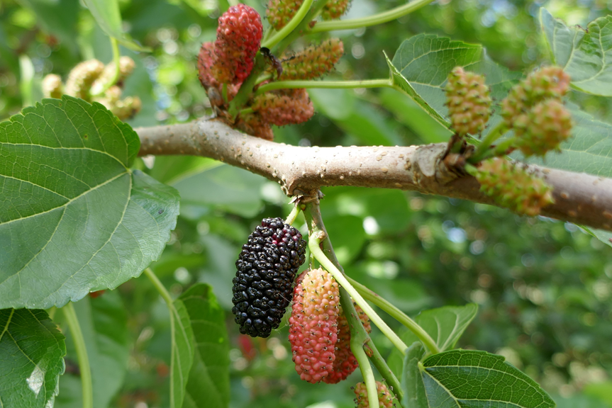 Mulberries grow throughout Florida and are an excellent addition to edible landscapes.