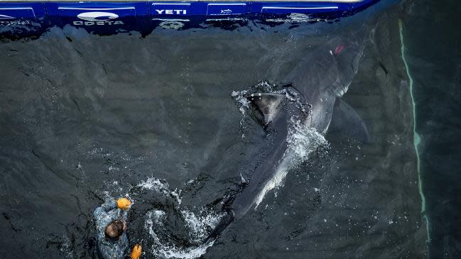 Vimy was later released back in to the ocean (OCEARCH/Robert Snow)