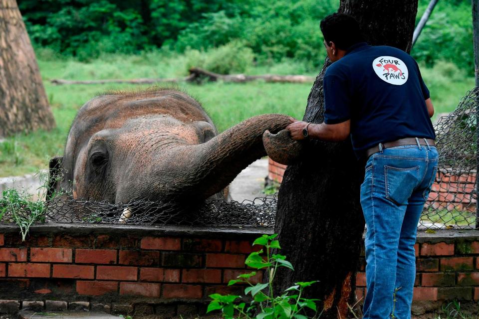 Kaavan has languished at Marghazar Zoo in the Pakistani capital of Islamabad for more than 35 years (AFP via Getty Images)