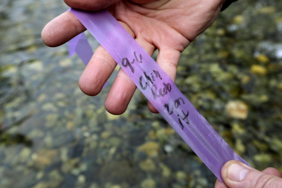 In this photo taken Tuesday, April 15, 2014, a fish biologist displays an old tag that marked a previous salmon spawning nest in Squire Creek, a tributary of the North Fork of the Stillaguamish River, near Darrington, Wash. Finding a spawning nest, called a redd, is an encouraging sign that steelhead trout may be making their way upstream from Oso., Wash., above where a massive landslide decimated a riverside neighborhood a month ago and pushed several football fields worth of sediment down the hillside and across the river. As search crews continue to look for people missing in the slide, scientists also are closely monitoring how the slide is affecting federally endangered fish runs, including Chinook salmon and steelhead. (AP Photo/Elaine Thompson)