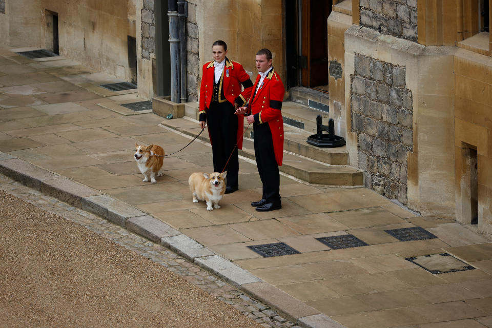 The royal corgis await the cortege on the day of the state funeral and burial of Britain's Queen Elizabeth, at Windsor Castle in Windsor, Britain, September 19, 2022. REUTERS/Peter Nicholls/Pool