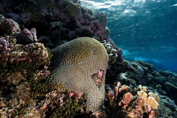 PHOTO: Massive faviid coral colony, Rongelap, Marshall Islands, Micronesia. (Andre Seale/VWPics via AP, FILE)
