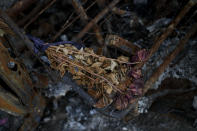 Flowers inside of a wreckage of a burned out van that triggered an anti-tank mine, killing its three occupants, lies by the side of a dirt track in Andriyivka, on the outskirts of Kyiv, Ukraine, Tuesday, June 14, 2022. Russia’s invasion of Ukraine is spreading a deadly litter of mines, bombs and other explosive devices that will endanger civilian lives and limbs long after the fighting stops. (AP Photo/Natacha Pisarenko)