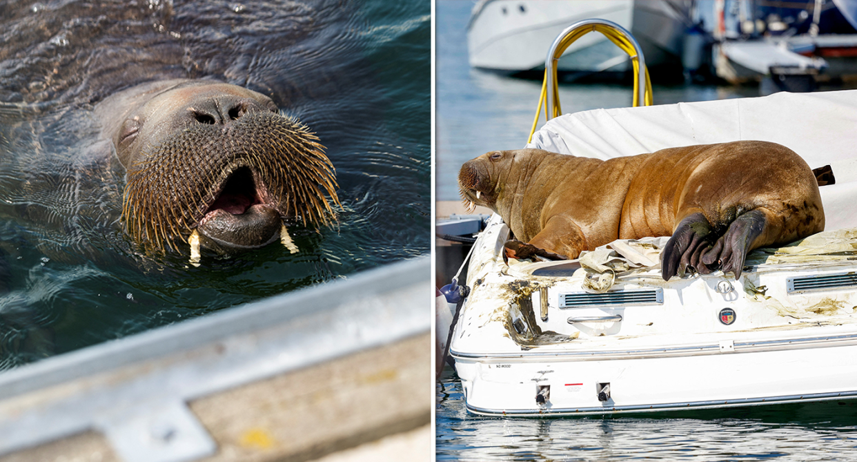 Two images of Freya the walrus. One in close up with her head out of the water. The other of her lounging on a boat.