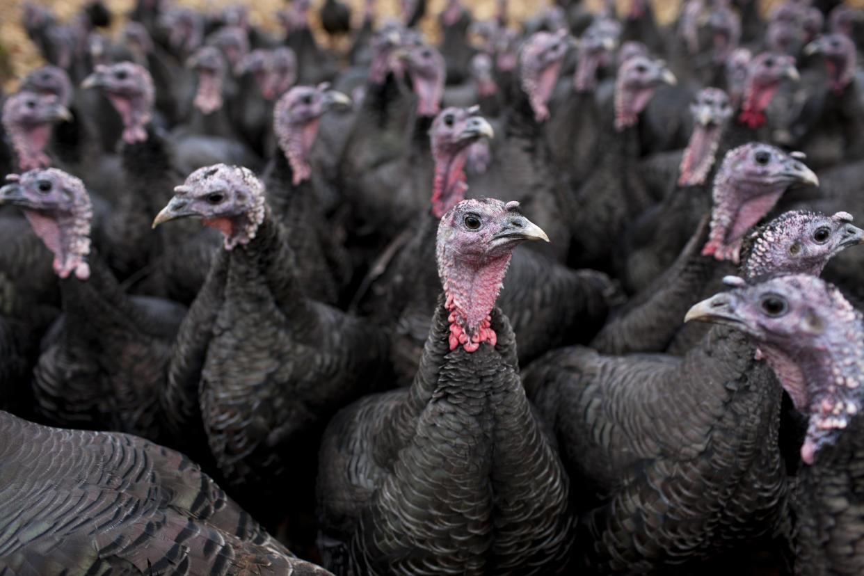 Bronze free-range turkeys