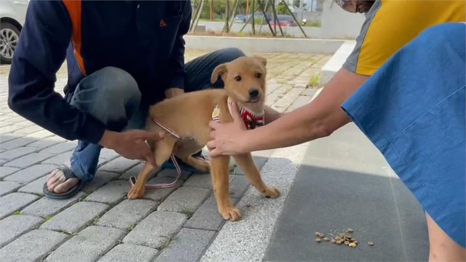 3月大流浪犬落水險溺斃 民眾路過搶回一命