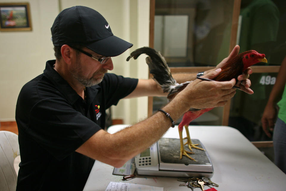 In this Friday, July 6 2012 photo, a rooster is weighed before a cockfight at Gallera Las Palmas, a government-sponsored cockfighting ring in Bayamon, Puerto Rico. The island territory’s government is battling to keep the blood sport alive, as many matches go underground to avoid fees and admission charges levied by official clubs. Although long in place, those costs have since become overly burdensome for some as the island endures a fourth year of economic crisis. (AP Photo/Ricardo Arduengo)