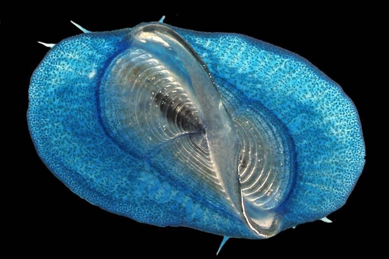 <div class="inline-image__caption"><p>Velella. These blue jellies, known as by-the-wind sailors, drift with the wind using a special living sail.</p></div> <div class="inline-image__credit">Denis Riek</div>