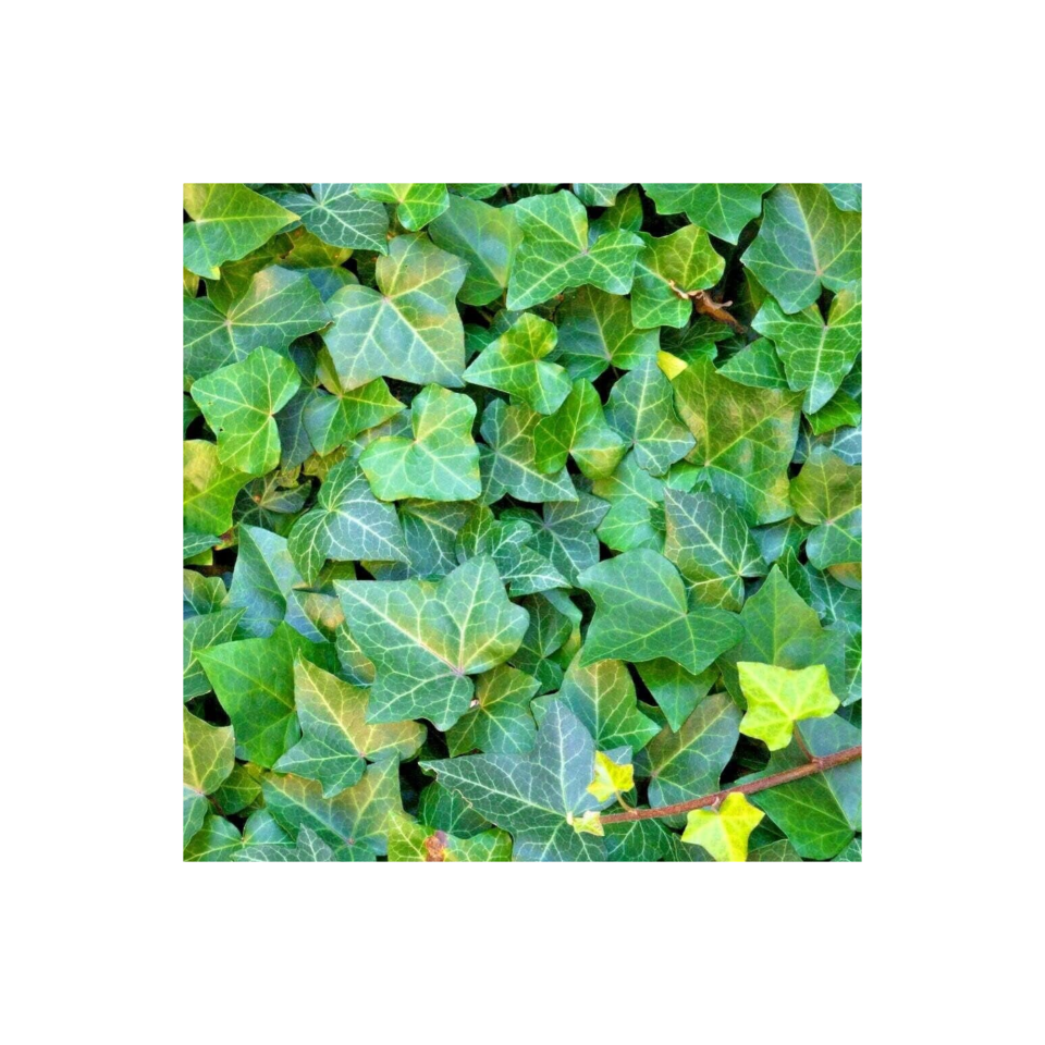 Ivy plant