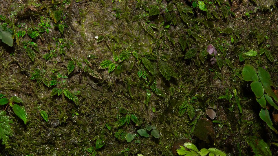 The tiny plant clings to mossy rocks in the formerly lush cloud forest. “It’s a miracle that the forests are still there. That’s why we decided to call it miraculum,” research botanist John L. Clark said. - John L. Clark