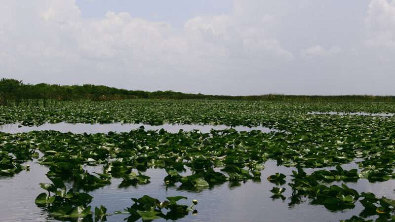 The Florida Everglades