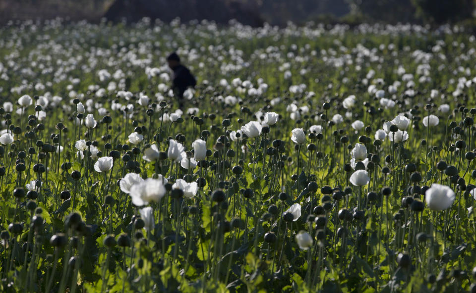 In this Jan 27 photo, a villager walks in a flourishing poppy field at Nampatka village, Northern Shan State, Myanmar. Myanmar, now emerging from a half-century of brutal military rule, was the world's biggest producer of opium, the main ingredient in heroin, until 2002, when focus started shifting to the manufacture of methamphetamines, now a booming trade in itself. (AP Photo/Gemunu Amarasinghe)