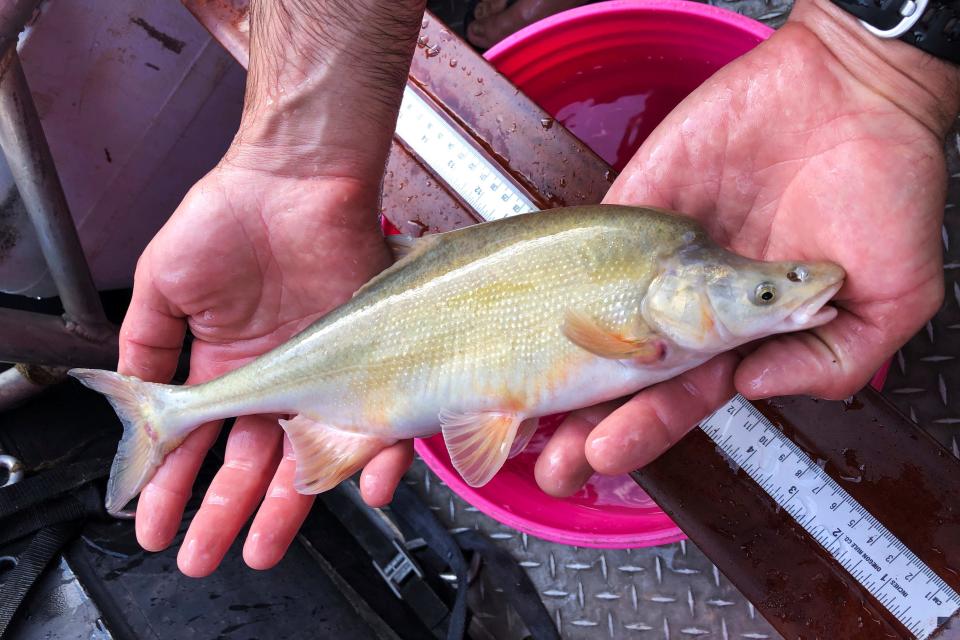In this July 7, 2020 image provided by the National Park Service, an adult chub is held on the Colorado River near Shinumo Creek, in Grand Canyon National Park in Arizona. Low water levels upstream at Lake Powell pose a new risk for the ancient fish.