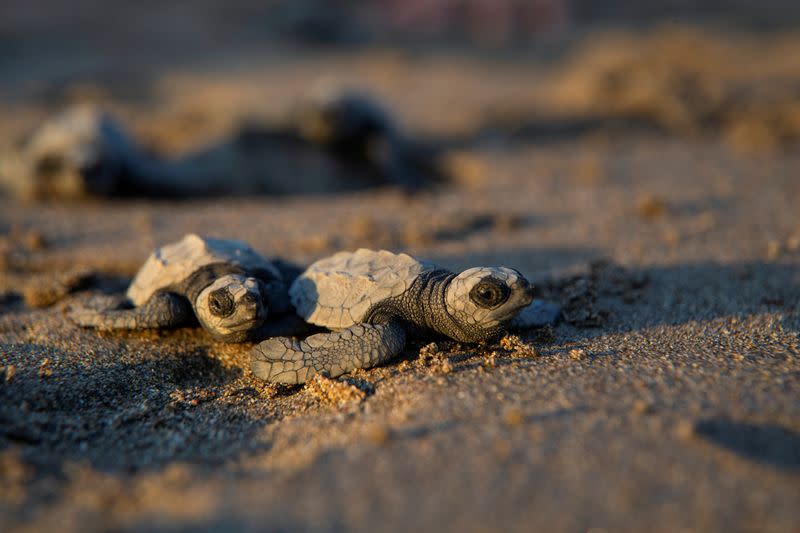 Volunteers release baby turtles into the sea on Chacocente beach in Nicaragua