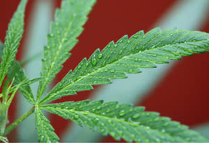 Marijuana Plant | Photo Credits: David McNew/Getty Images