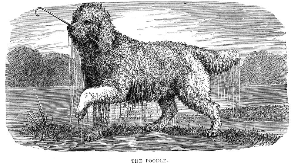 Poodle engraving