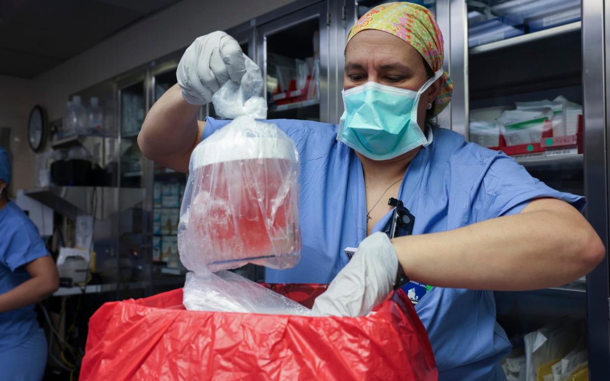 Nurse Melissa Mattola-Kiatos removes the pig kidney from its box to prepare for the transplant on March 16