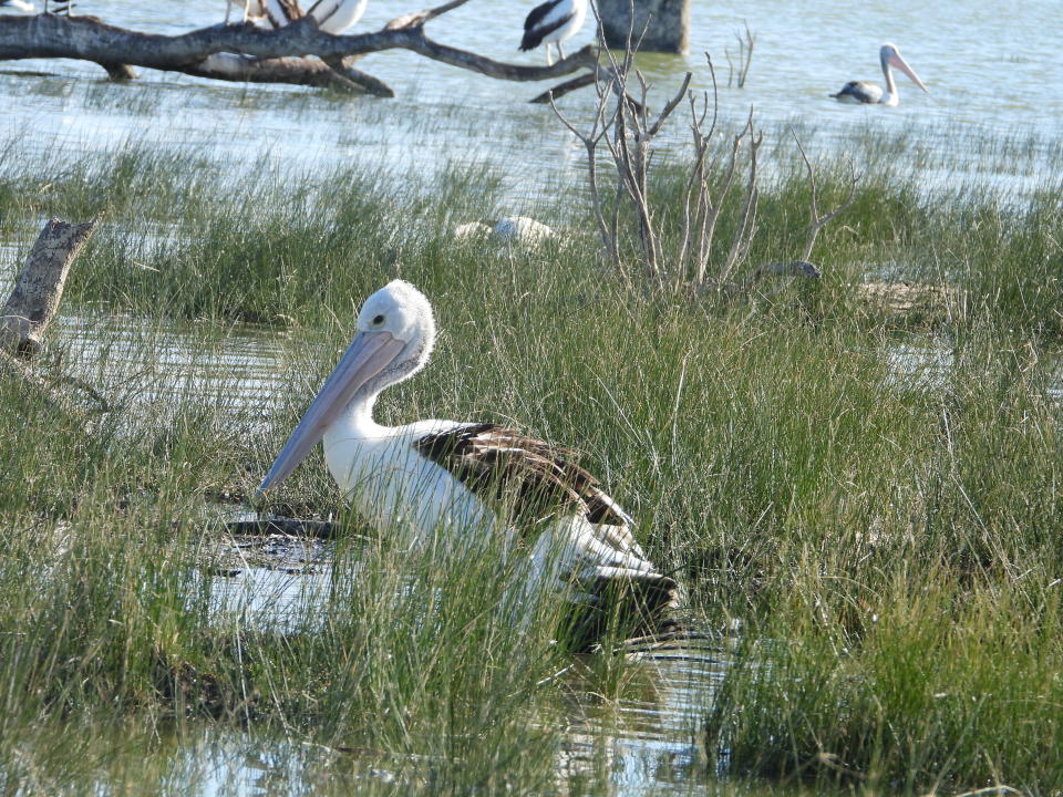 A live pelican in Lake Menindee in NSW. 