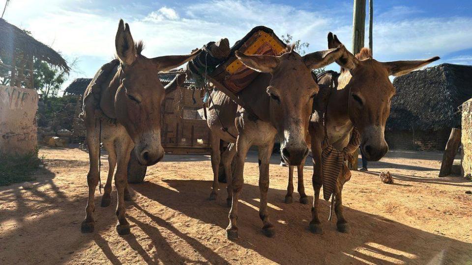 Burros trabajando en una cantera en Kenia