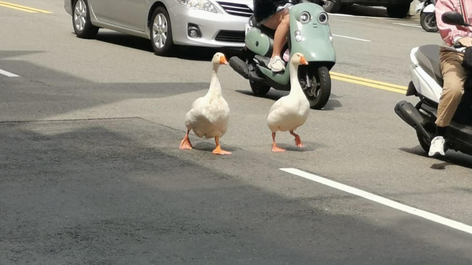 新竹2隻大白鵝在路上逛街。（圖／翻攝自《新竹人新竹事》臉書）