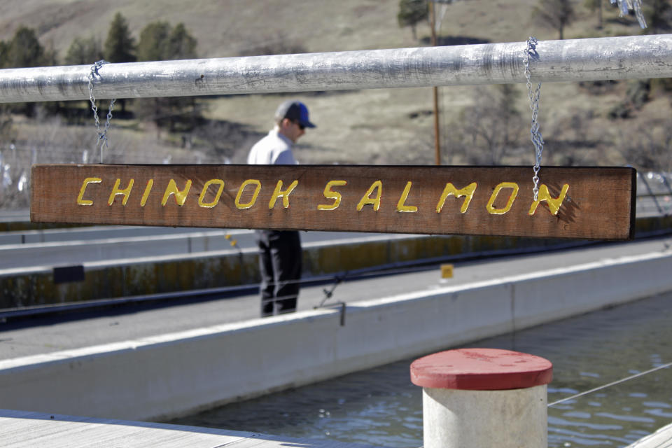 FILE - Demian Ebert, the Klamath program manager for PacifiCorp, looks at a tank holding juvenile chinook salmon being raised at the Iron Gate Hatchery at the base of the Iron Gate Dam March 3, 2020, near Hornbrook, Calif. Federal regulators on Friday, Aug.26, 2022 issued a final environmental impact statement that supports the demolition of four massive dams on Northern California's Klamath River to save imperiled migratory salmon. (AP Photo/Gillian Flaccus, File)