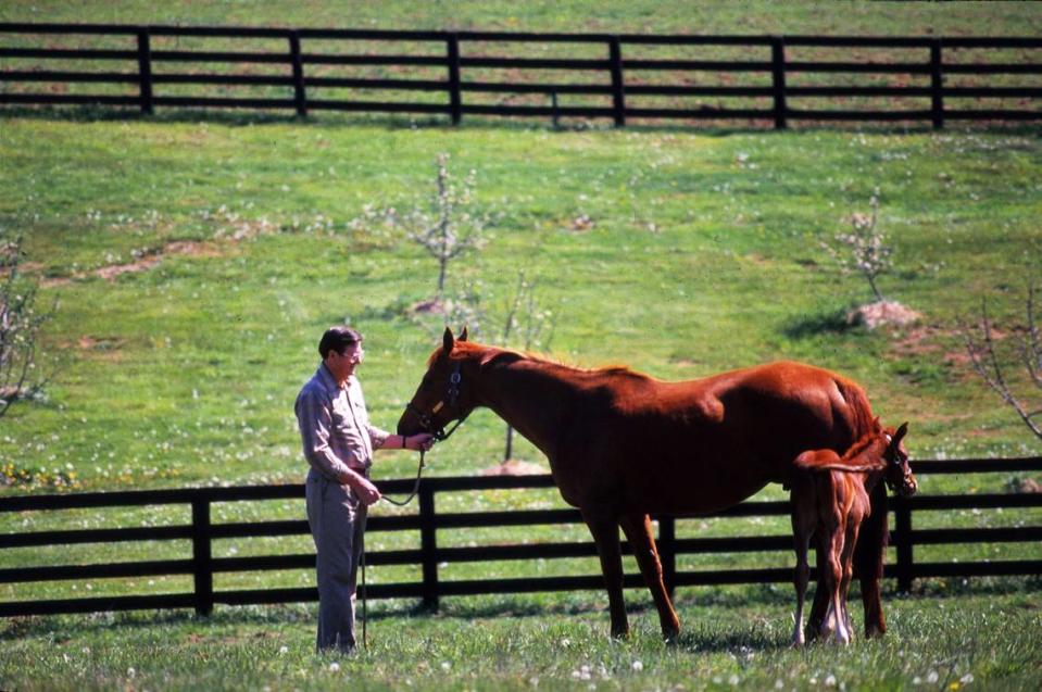 Former University of Kentucky basketball coach Joe B. Hall at his 160-acre Thoroughbred horse farm, called Tuck-A-Way, in Harrison County in March 1989. The photo was published with a story about the Cynthiana native being relaxed and having time to pursue things he enjoys during what was usually a hectic time of year for him when he coached.