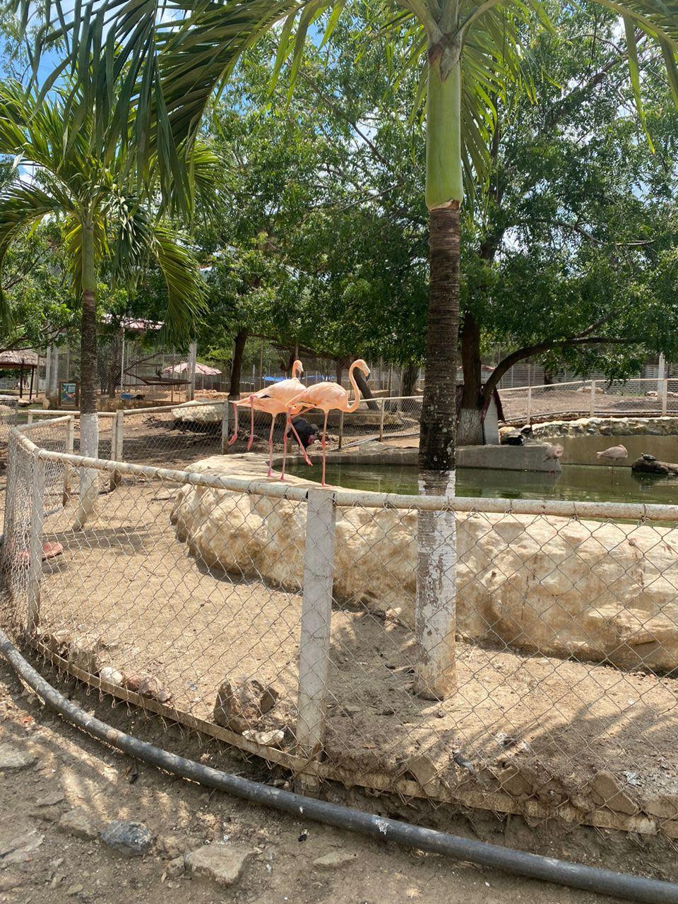 Flamingo di Kebun Binatang Tocoron 
