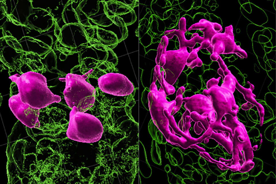 Hair-coloring stem cells (at left, in pink) need to be in the hair germ compartment in order to be activated (at right) to develop into pigment. / Credit: Courtesy of Springer-Nature Publishing or the journal Nature