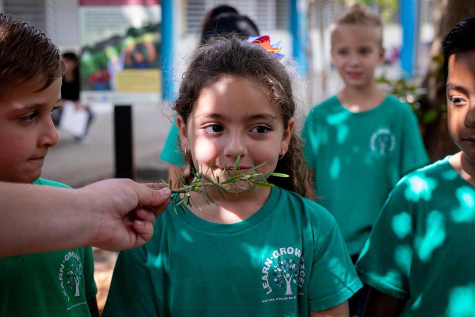 Sophia Águila, alumna de primer grado de la Primaria Royal Palm, huele el romero de los Food Forests for Schools, el 22 de abril de 2024.