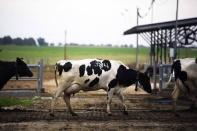 Cows walk to be milked at a dairy in the kibbutz of Nir Oz, near the Israeli-Gaza border in southern Israel December 18, 2014. Israel's high cost of living is set to dominate a March 17 election that could shake up Prime Minister Benjamin Netanyahu's coalition, with voter anger symbolised by an overpriced dessert. In a country where the influence of small parties makes elections notoriously hard to forecast, many experts still expect rightwing leader Netanyahu to keep power. But the focus on domestic policy and economics, rather than on security and Palestinian peacemaking, means the outcome is even more difficult to predict than usual. Netanyahu is making the economy a central theme. REUTERS/Amir Cohen