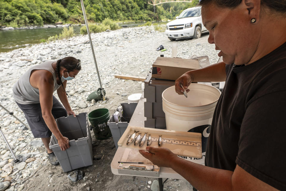 FILE - Jamie Holt, lead fisheries technician for the Yurok Tribe, right, and Gilbert Myers count dead chinook salmon pulled from a trap in the lower Klamath River, on June 8, 2021, in Weitchpec, Calif. The Yurok Tribe are helping to lead efforts in the largest damn removal project in U.S. history. The Yurok Tribe hopes the damn removal project will boost the declining salmon population. It is also restoring salmon habitat on land that they will be taking ownership of in 2026, and co-managing with California and the National Park Service. (AP Photo/Nathan Howard, File)