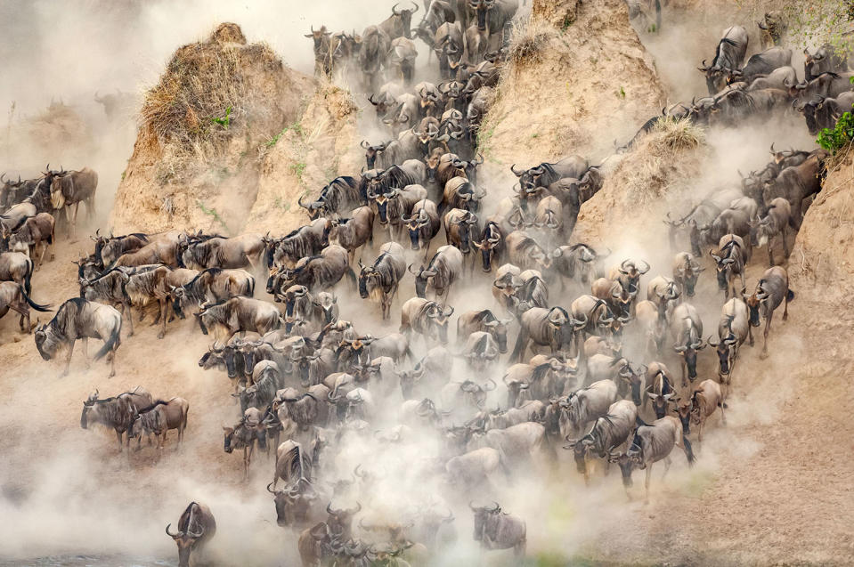 Herding home: Wildebeest photographed in mass migration