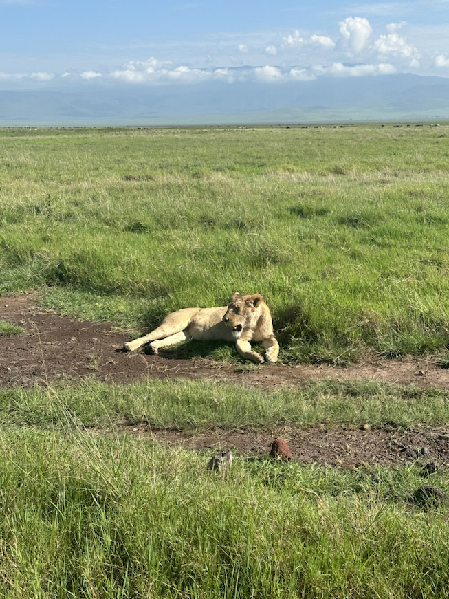 various photos from the ngorongoro crater