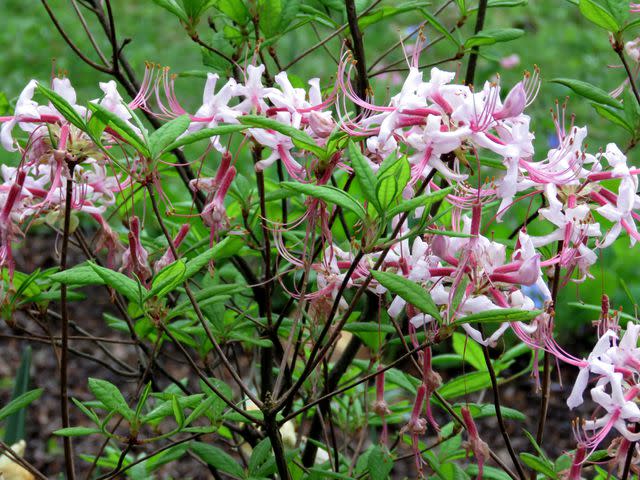 <p>emkaplin / Getty Images</p> Pinxterbloom azalea (Rhododendron periclymenoides)