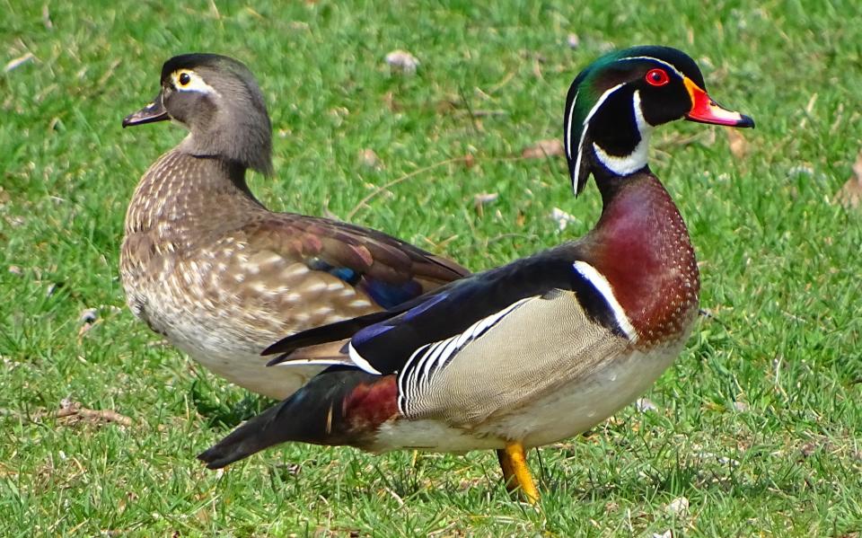 Wood ducks, Prairie du Chien.