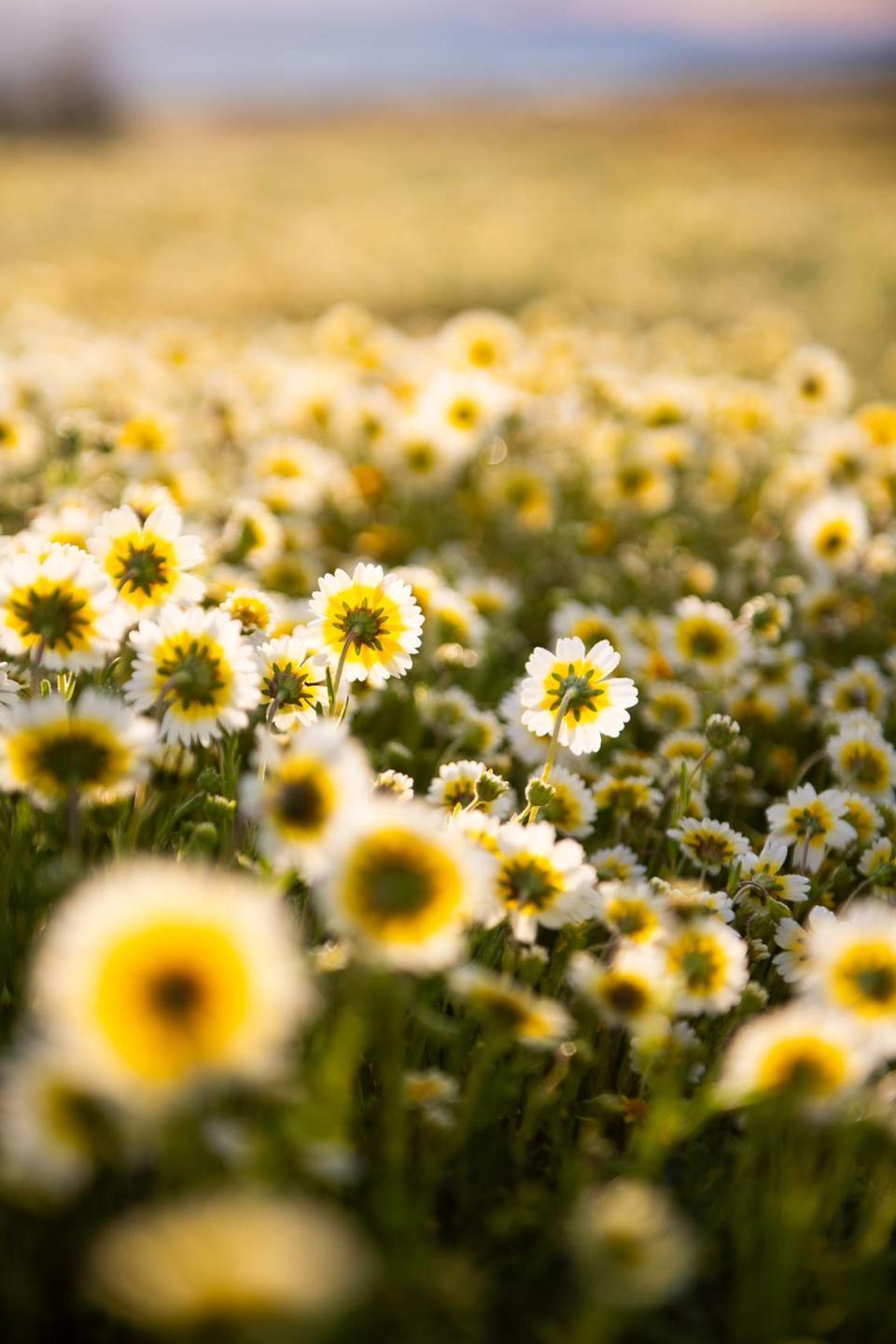 Coastal tidytips bloom in California Valley in March 2024. Brittany App/appsphotography.com