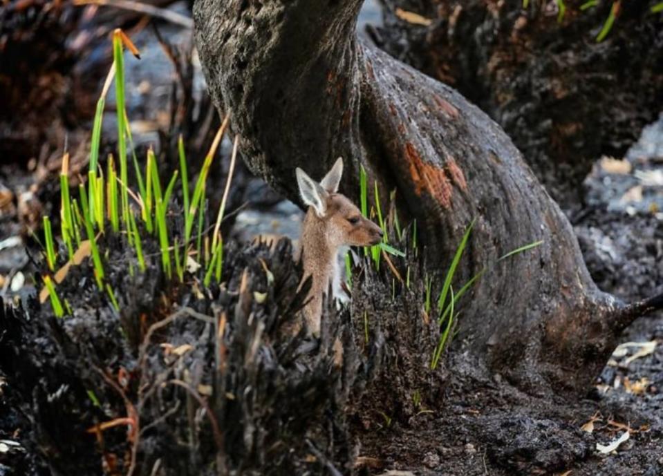 Incendios de Australia: la vida se abre paso entre las cenizas