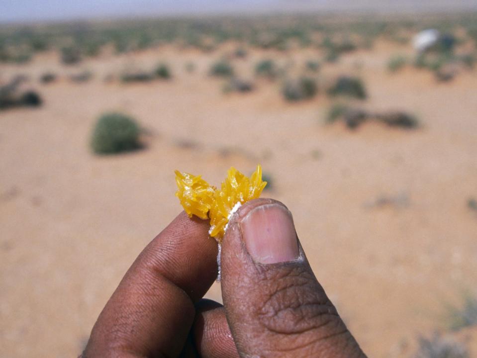 Locust egg