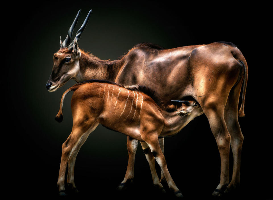 An antelope mother feeds her baby. (Photo: Pedro Jarque Krebs/Caters News)