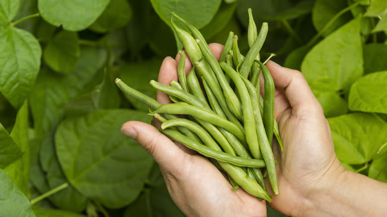 holding green beans in hands