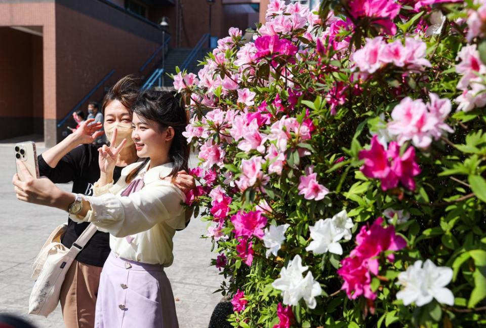 台大杜鵑花節十一日開幕，學生在杜鵑花前自拍。（中央社）