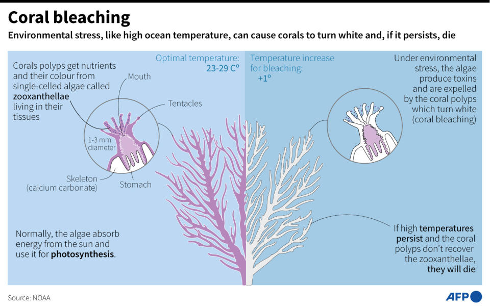 <span>Graphic explaining the process of coral bleaching </span><div><span>Jonathan WALTER</span><span>Jean-Michel CORNU</span><span>AFP</span></div>