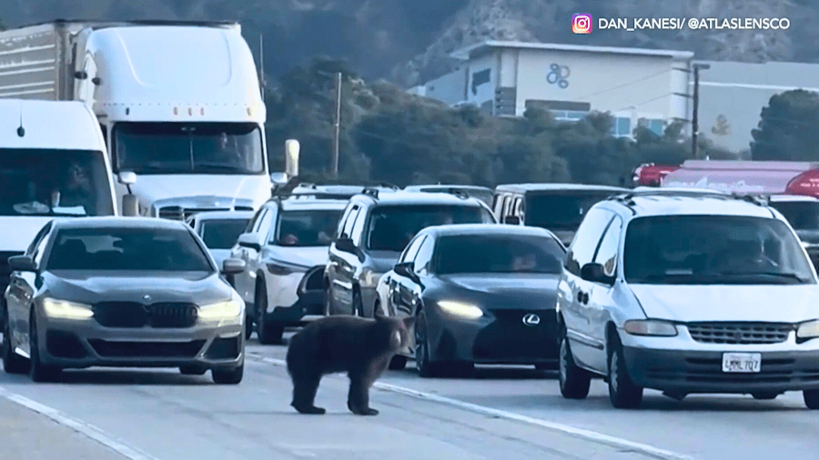 A bear is seen wandering on the 14 Freeway in Santa Clarita on May 14, 2024.