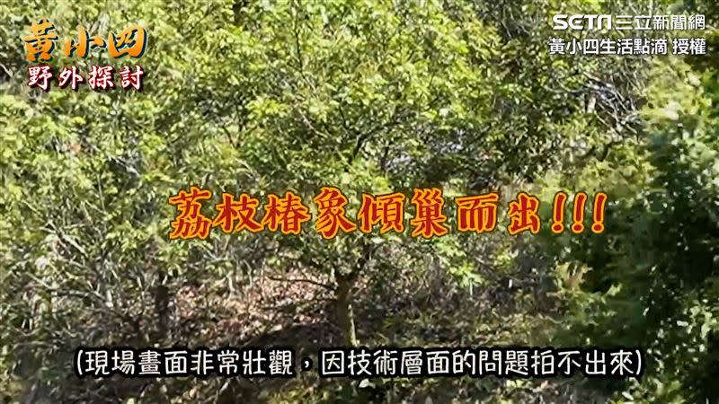 荔枝椿象大量繁殖、氾濫成災。（圖／黃小四生活點滴 授權）